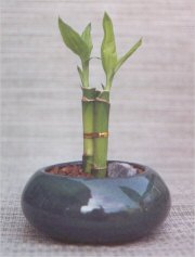 Lucky Bamboo Bonsai Tree - Small<br><i>(Dracena Sanderiana)</i>