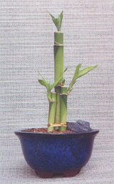 Lucky Bamboo Bonsai Tree - Medium<br><i>(Dracena Sanderiana)</i>