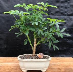 Hawaiian Umbrella Bonsai Tree - In Faux Log Planter<br><i>(arboricola schefflera 'luseanne')</i>