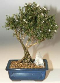 Kyoto Serissa Bonsai Tree<br><i>(serissa foetida 