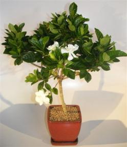 Flowering Gardenia Bonsai Tree - Large <br><i>(jasminoides miami supreme)</i>
