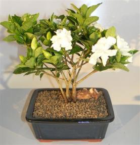 Flowering Gardenia Bonsai Tree - Multi Trunk Style <br><i>(jasminoides miami supreme)</i>