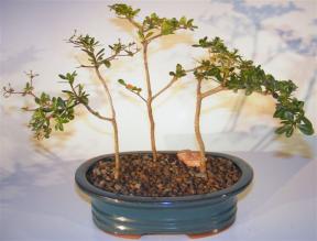 Black Olive Bonsai Tree - 3 Tree Group<br><i>(bucida spinosa)</i>