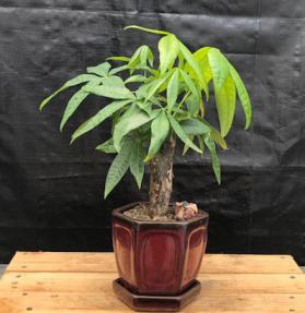 Money Bonsai Tree - Stump Style <br><i>(Pachira Aquatica)</i>