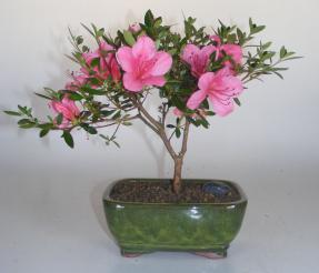 Flowering Chinzan Azalea Bonsai Tree <br><i>(azalea satsuki 'chinzan')</i>