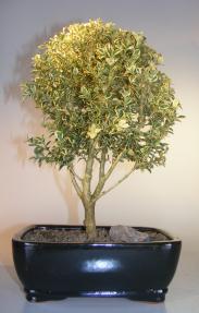 Japanese Kingsville Boxwood Bonsai Tree - Variegated<br><i>(buxus microphylla compacta)</i>