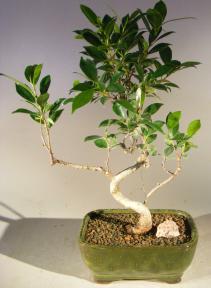 Ficus Retusa Bonsai Tree - Small<br> Curved Trunk Style