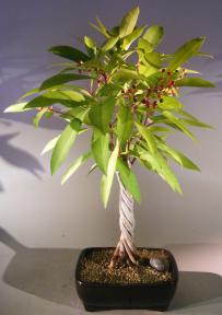 Flowering Ardisia Bonsai Tree<br><i>Braided Trunk<br><i>(Ardisia Crenata)</i>