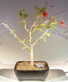 Flowering Hibiscus Bonsai Tree - Red Chinese Lantern<br><i></i>(hibiscus grandidieri)