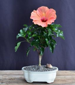 Flowering Peach Tropical Hibiscus Bonsai Tree <br><i>(rosa sinsensis)</i>