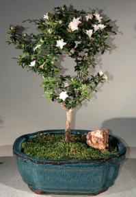 Snow Rose Serissa Bonsai Tree - Medium<br><i>(serissa foetida)</i>