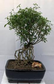 Chinese Flowering White Serissa Bonsai Tree - Large<br>Tree of a Thousand Stars<br>Raised Roots<br><i>(Serissa Japonica)</i>
