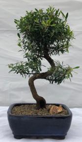 Flowering Chinese Myrtle Bonsai Tree <br>Curved Trunk Style <br><i>(myrtus communis 'compacta')</i>