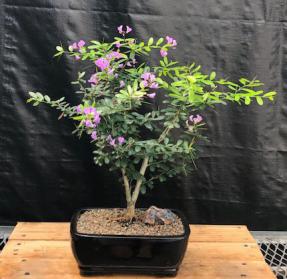 Flowering Desmodium Bonsai Tree <br><i>(Desmodium Unifoliatium)