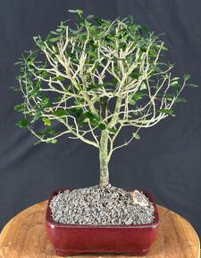 Flowering Vietnamese Blue Bell Bonsai Tree<br>(Trifidacanthus unifoliatium)