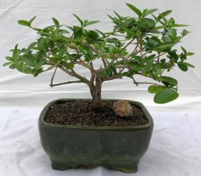 Flowering Premna Bonsai Tree - Small<br><i>(premna obtusifolia)</i>