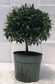 Pre Flowering Brush Cherry Bonsai - Large<br><i>(Eugenia Myrtifolia)</i>