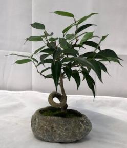 Oriental Ficus Bonsai Tree In Faux Lava Rock <br>Coiled Trunk <br><i>(ficus benjamina 'orientalis')</i>