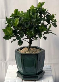 Flowering Gardenia Bonsai Tree - Medium <br>Braided Trunk Style <br><i>(jasminoides miami supreme)</i>