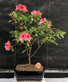 Flowering Tropical Azalea<br><i>(Rhododendron  'dogwood')