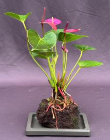 Flowering Purple Anthurium In Hawaiian Lava Rock (