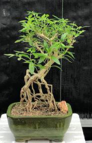Chinese Flowering White Serissa Bonsai Tree - Medium<br>Tree of a Thousand Stars<br>Raised Roots <br><i>(Serissa Japonica)</i>