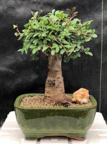 Chinese Elm Bonsai Tree - Aged <br>Straight Trunk Style - Large<br><i>(ulmus parvifolia)</i>