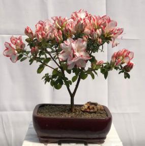 Flowering Azalea Bonsai Tree <br><i>(Azalea Japonica 'Sachsenstern')</i>