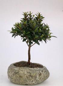 Flowering Brush Cherry In Faux Lava Rock<br>(eugenia myrtifolia)