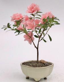 Flowering Pink Azalea Bonsai Tree<br>(azalea 'Tiny Dancer')