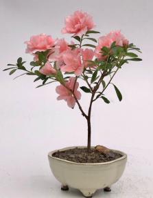 Flowering Azalea Bonsai Tree<br>(azalea 'Tiny Dancer')