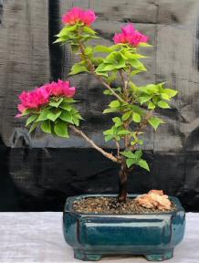 Flowering Bougainvillea Bonsai Tree - Small <br><i>(Pink Pixie)</i>