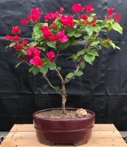 Flowering Red Bougainvillea Bonsai Tree -Upright <br><i>(Pink Pixie)</i>