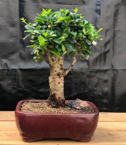 Flowering Fukien Tea Bonsai Tree - Upright  Aged - Large<br><i> (ehretia microphylla)</i>