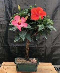 Flowering Red & Pink Tropical Hibiscus<br>Braided Trunk<br><i>(rosa sinsensis)</i>