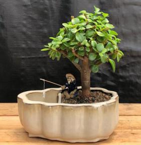 Baby Jade Bonsai Tree<br>Land/Water Pot With Scalloped Edges<br>(Portulacaria Afra)</i>