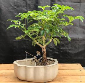 Hawaiian Umbrella Bonsai Tree <br>Land/Water Pot with Scalloped Edges<br>(arboricola schefflera 'luseanne')</i>