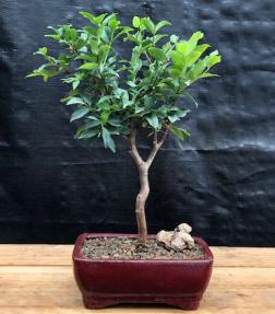 Flowering Jaboticaba Bonsai Tree - Small <br><i>(eugenia cauliflora)</i>