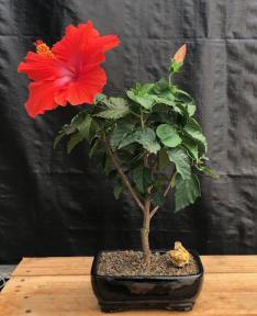 Flowering Red Tropical Hibiscus Bonsai Tree<br><i>(rosa sinsensis)</i>