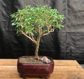 Chinese Flowering White Serissa Bonsai Tree - Tree of a Thousand Stars<br>Straight Trunk - Medium<br>(Serissa Japonica)