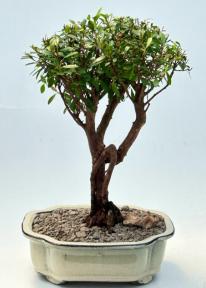 Flowering Chinese Myrtle Bonsai Tree<br><i>(myrtus communis 'compacta')</i>