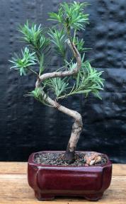 Flowering Podocarpus Bonsai Tree<br>