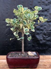 Variegated Ficus Triangularis Bonsai Treek<br><i>(Ficus Triangularis 'Variegata')</i>
