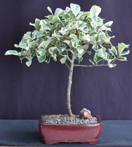 Variegated Ficus Triangularis Bonsai Tree<br><i>(Ficus Triangularis 'Variegata')</i>