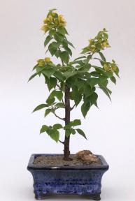 Flowering Bougainvillea Bonsai Tree - Small<br>Yellow / Cream<br><i>(Pink Pixie)</i>