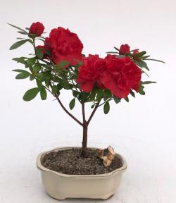 Flowering Red Azalea Bonsai Tree<br>(azalea 'Tiny Dancer')