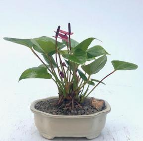 Flowering Purple Anthurium (