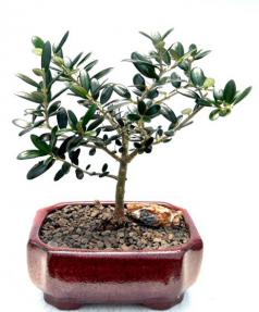 Flowering & Fruiting European Olive Bonsai Tree<br>(olea europaea 