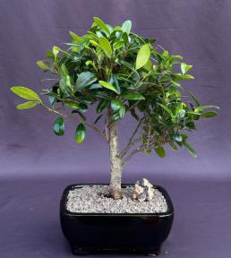 Ficus Kaneshiro Bonsai Tree<br><i>(ficus microcarpa 'kaneshiro')</i>