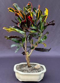 Croton Bonsai Tree<br>(codiaeum variegatum)